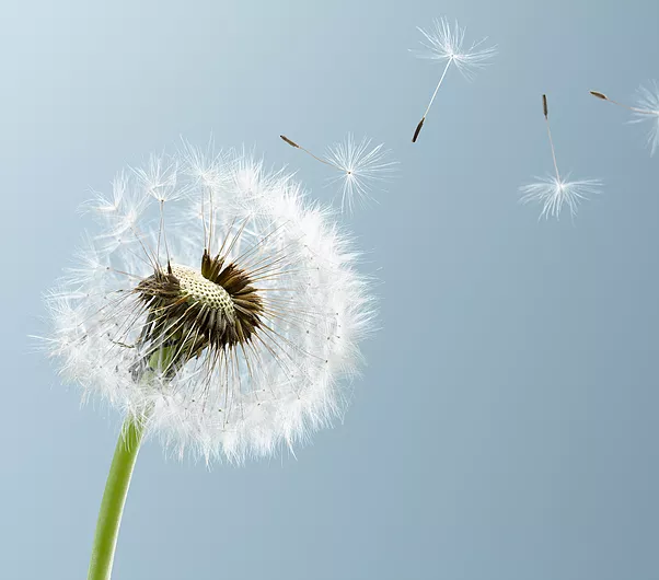 Dandelion Leaves