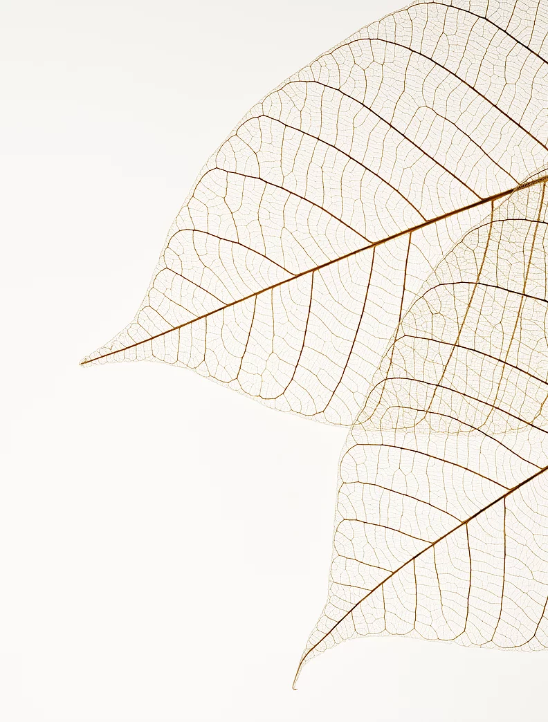 Two Dried Leaves
