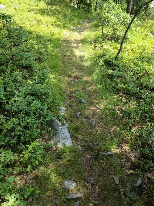 IMG_20170629_125352.jpg