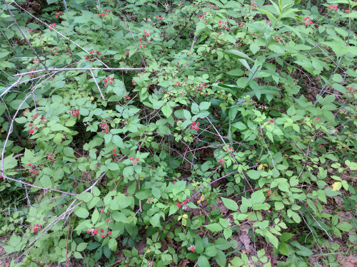 IMG_20170630_092813.jpg