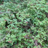 IMG_20170630_092813