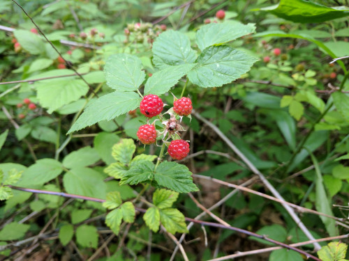 IMG_20170630_092824.jpg