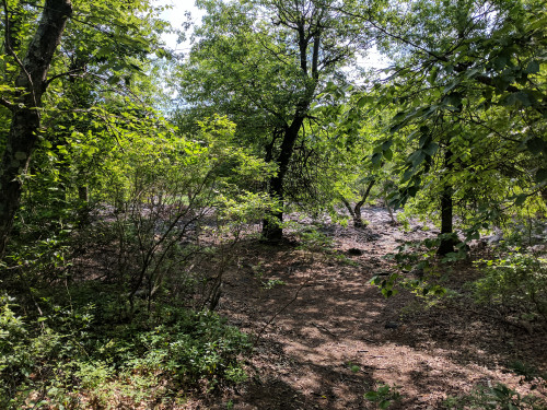 IMG_20170630_101443.jpg