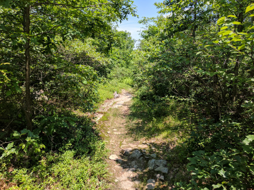 IMG_20170630_125328.jpg