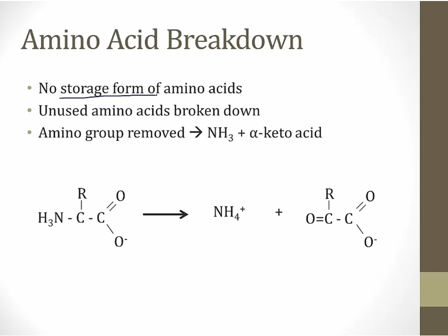 Ammonia - My Wiki