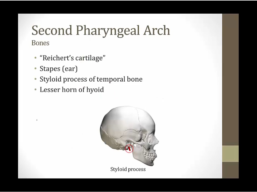 Pharyngeal Arches My Wiki