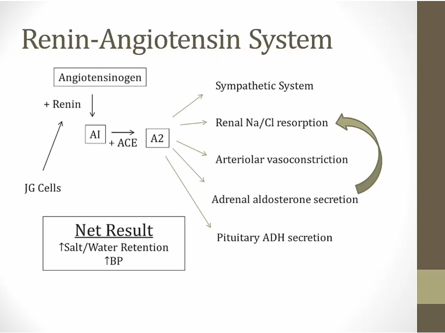 06 Renal Endocrine - My Wiki