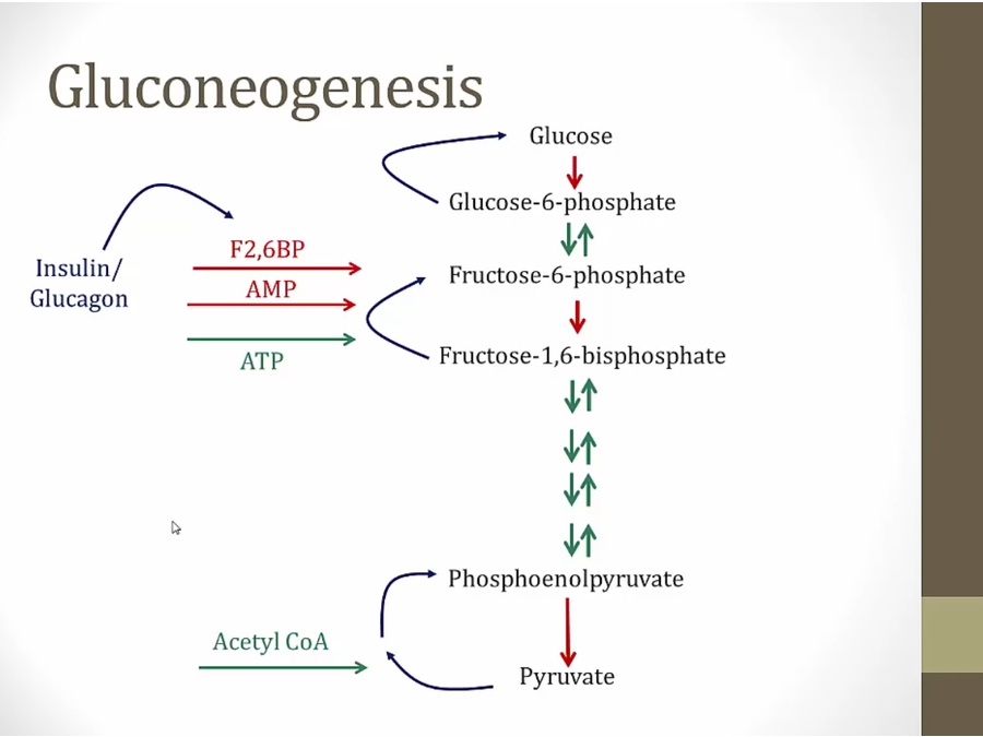 06 Gluconeogenesis My Wiki