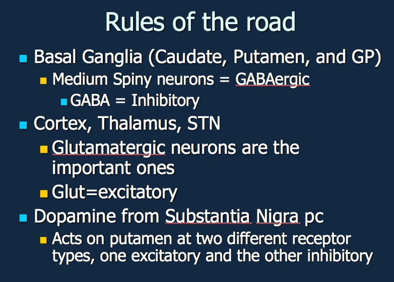 15 Basal Ganglia My Wiki