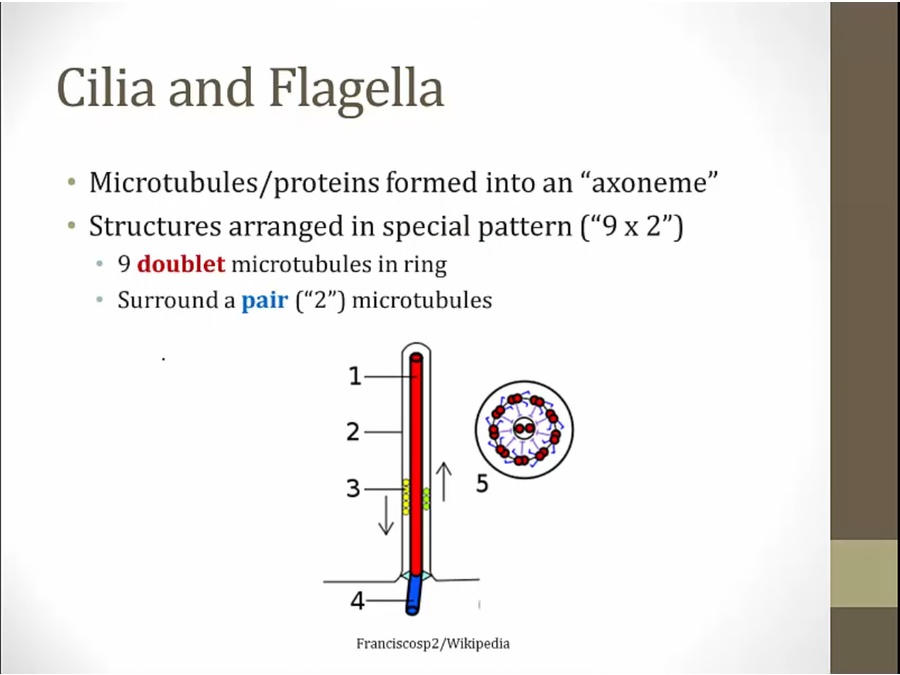 Cytoskeleton - My Wiki