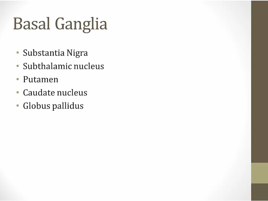 15 Basal Ganglia My Wiki