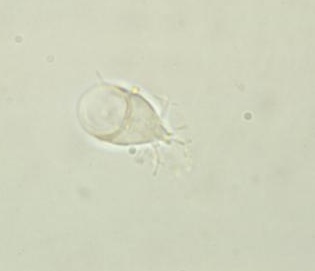 10 Parasites - My Wiki