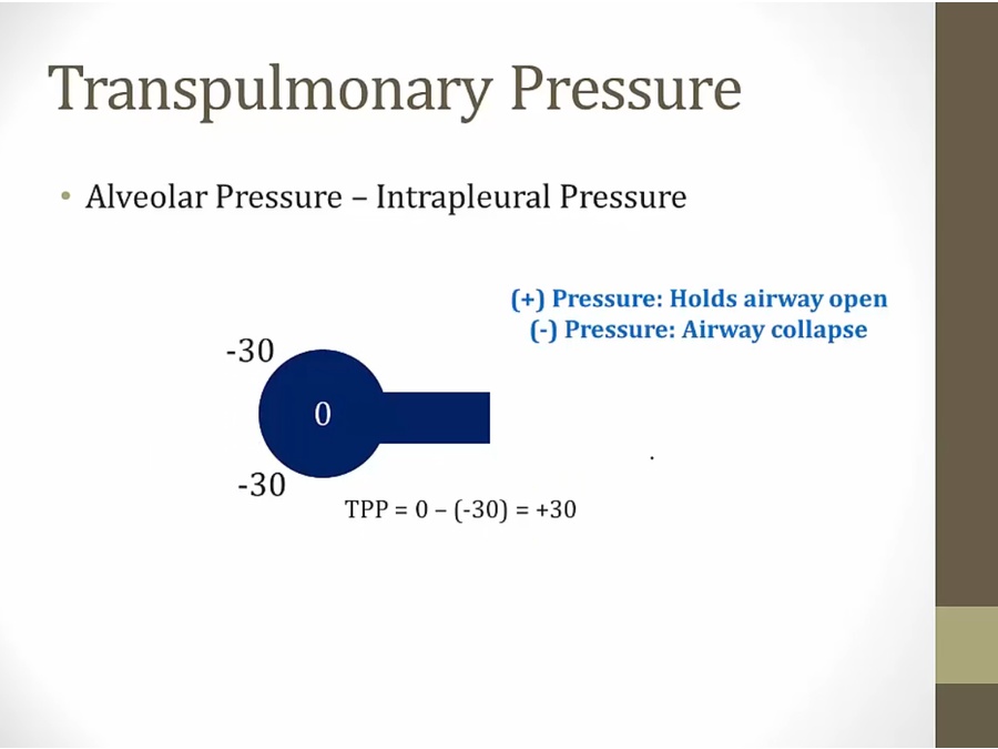 02 Pulmonary Physiology - My Wiki