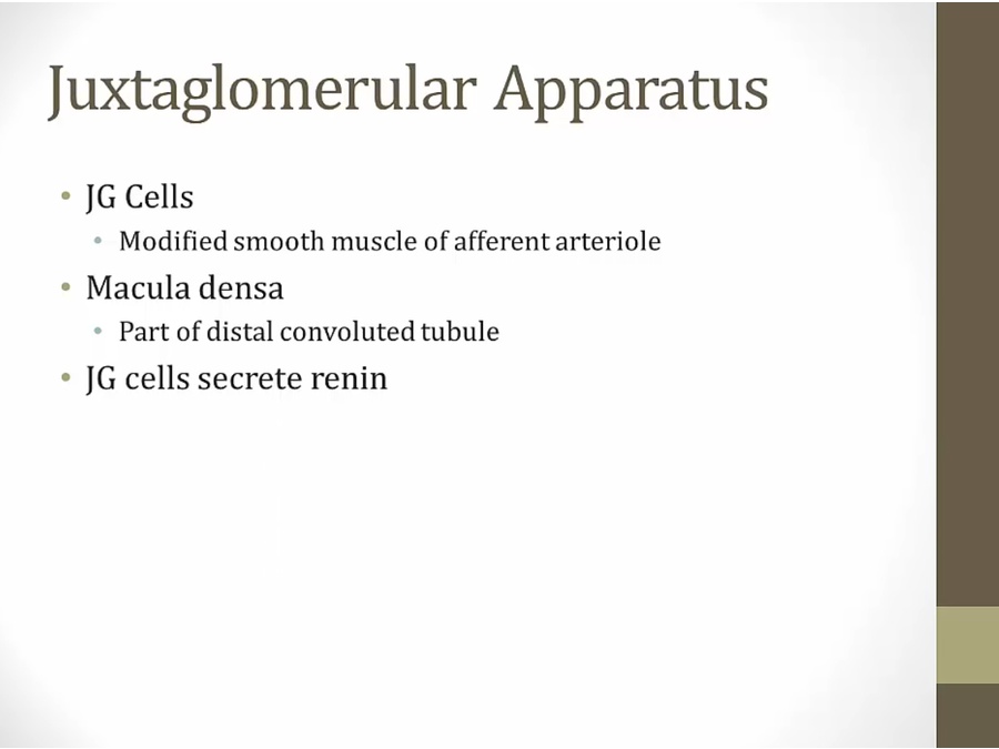 06 Renal Endocrine - My Wiki