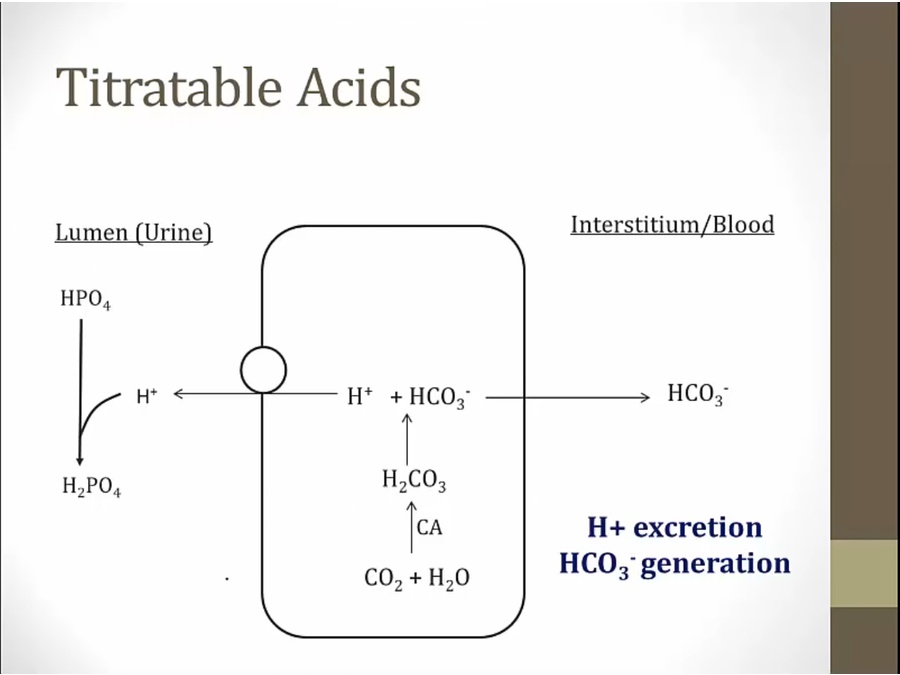 07 Acid Excretion - My Wiki