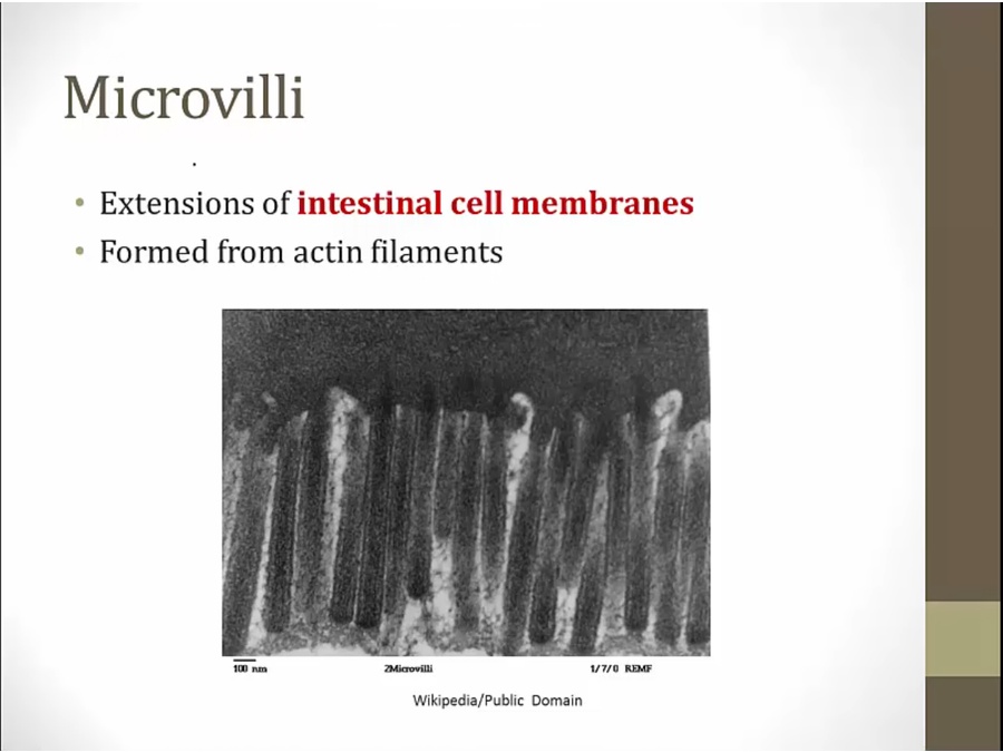 Cytoskeleton - My Wiki