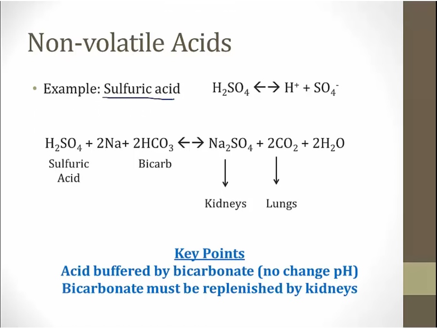 07 Acid Excretion - My Wiki