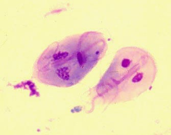 10 Parasites - My Wiki