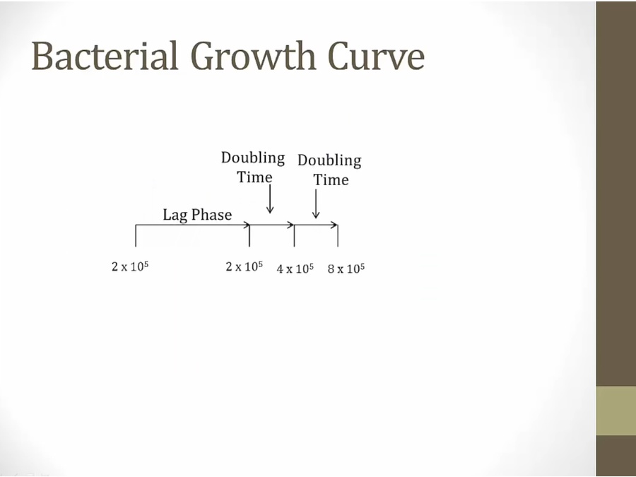 05 Bacterial Genetics My Wiki   C346B221 3C4D 486E 81D2 1EABC1DF0459 