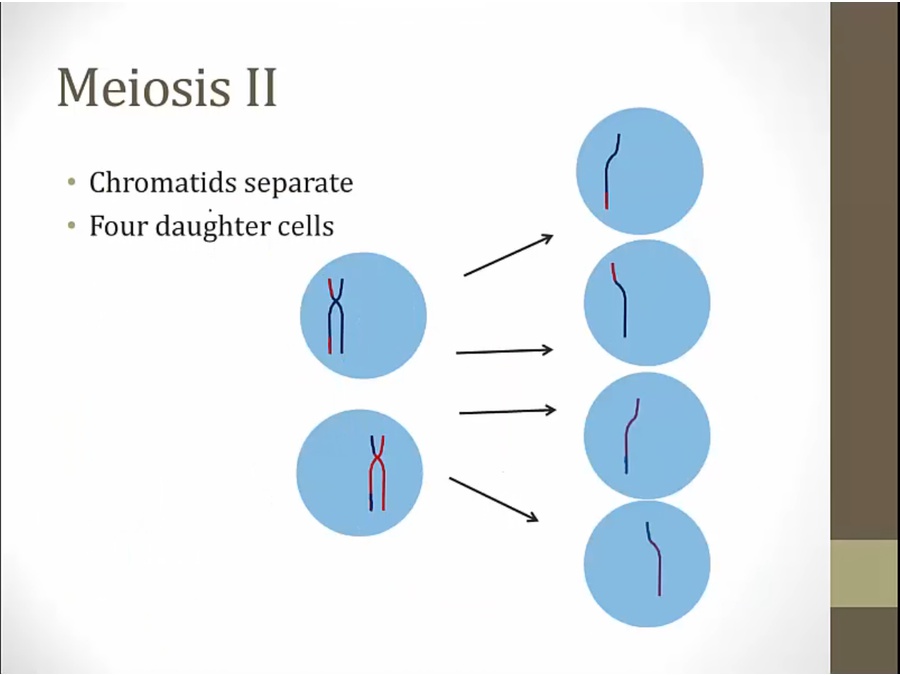 03 Meiosis My Wiki