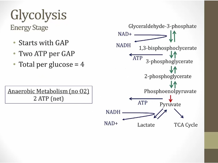 05 Glycolysis - My Wiki