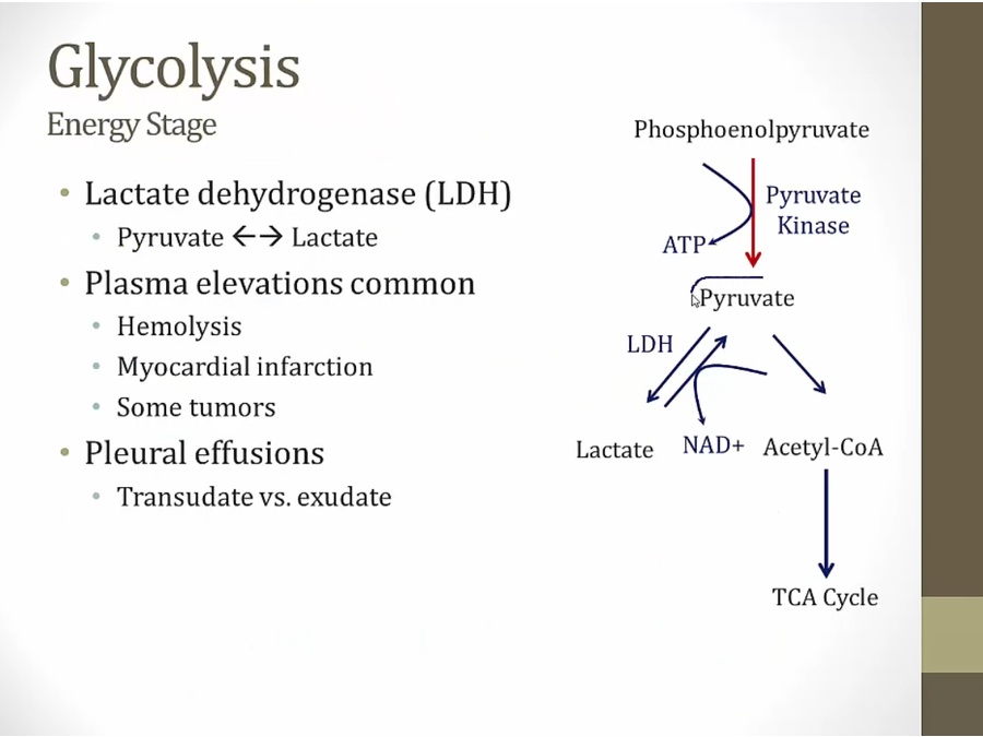 05 Glycolysis - My Wiki