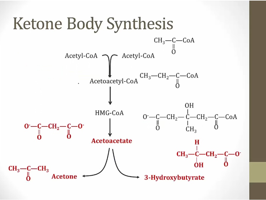 14 Ketones My Wiki   DAE4E9FD E2C7 4515 A236 23C22D6118A3 