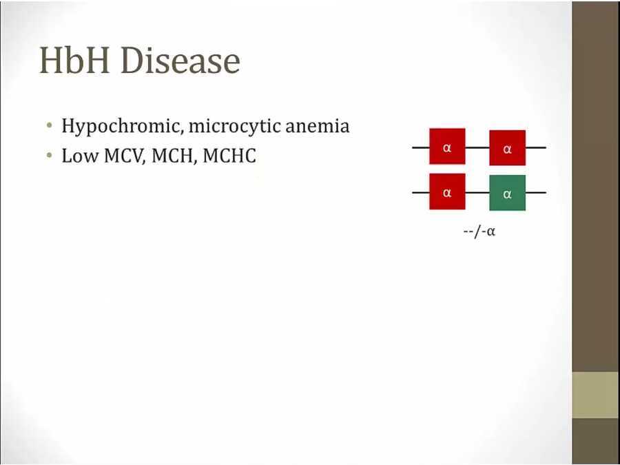 12 Thalassemia My Wiki