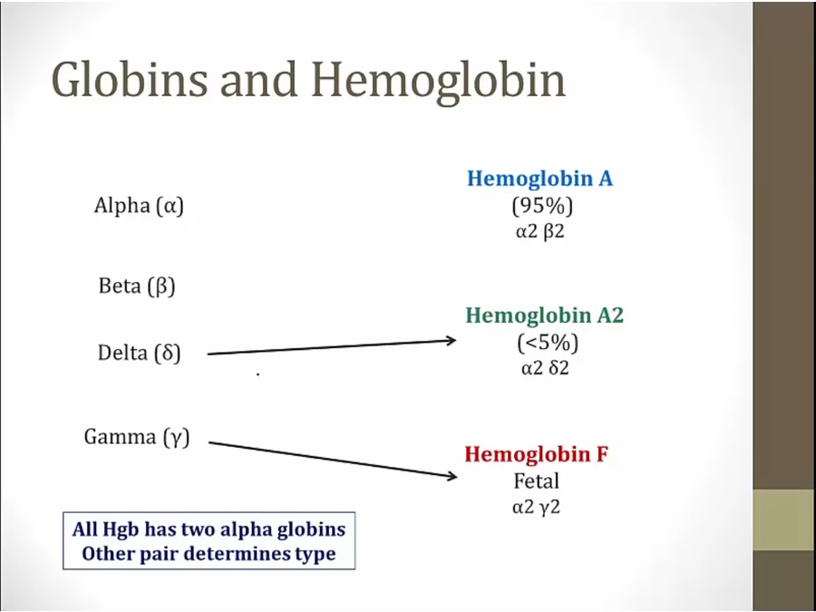 12 Thalassemia My Wiki   FIIs4CV 