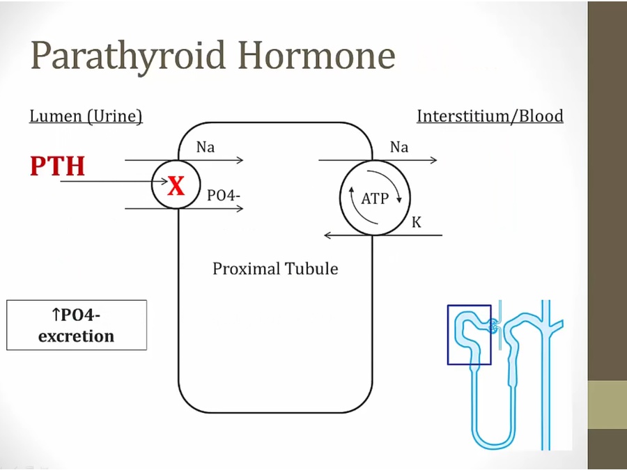 06 Renal Endocrine - My Wiki