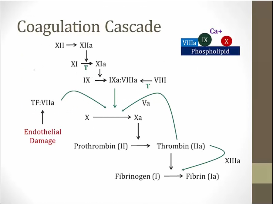 04 Coagulopathies - My Wiki