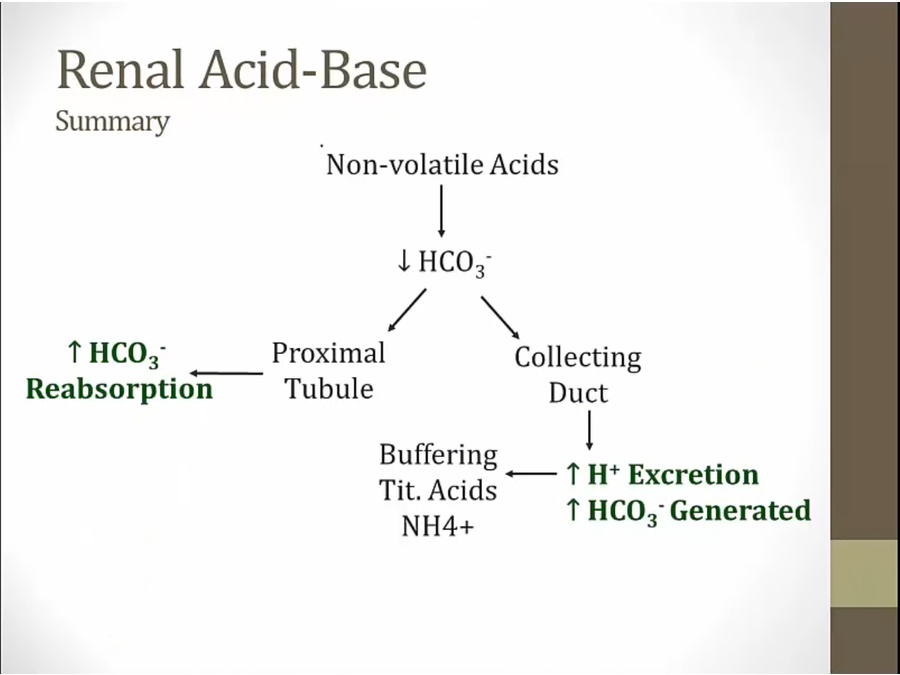 07 Acid Excretion - My Wiki