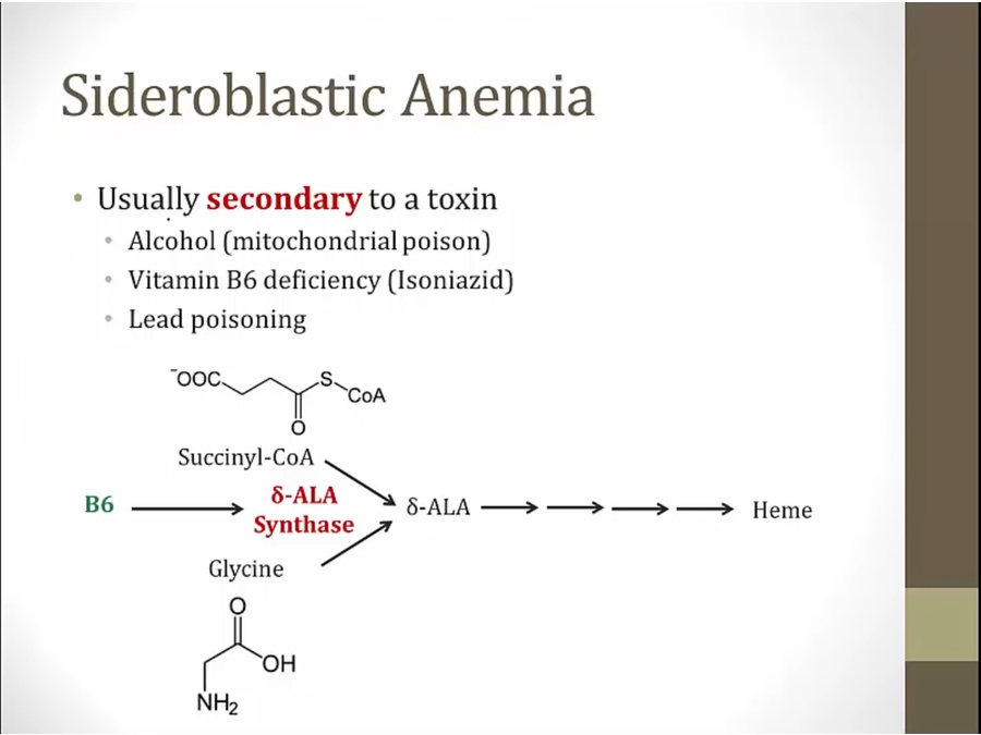 11 Microcytic Anemia - My Wiki