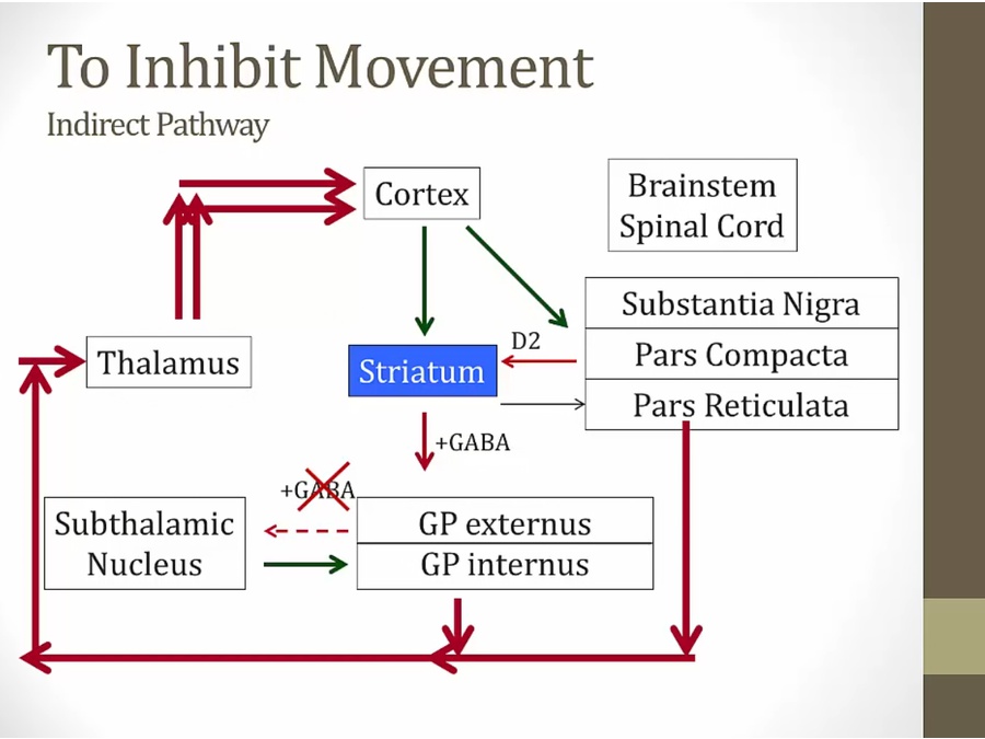 15 Basal Ganglia My Wiki
