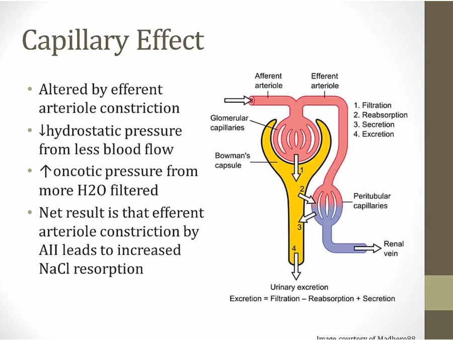 06 Renal Endocrine - My Wiki