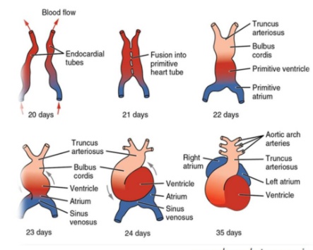 01 Cardiac Embryology - My Wiki