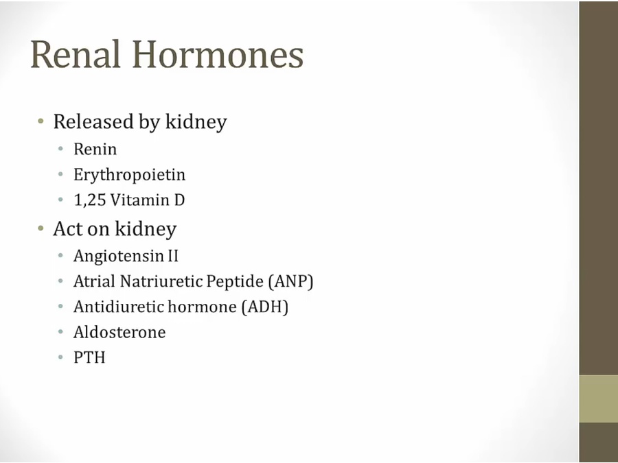 06 Renal Endocrine - My Wiki