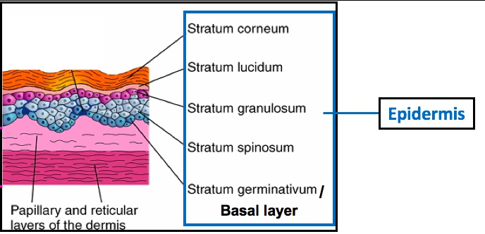 Breast - My Wiki