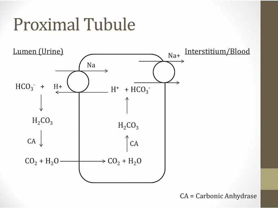 06 Renal Endocrine - My Wiki