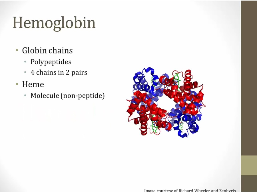 03 Hemoglobin My Wiki