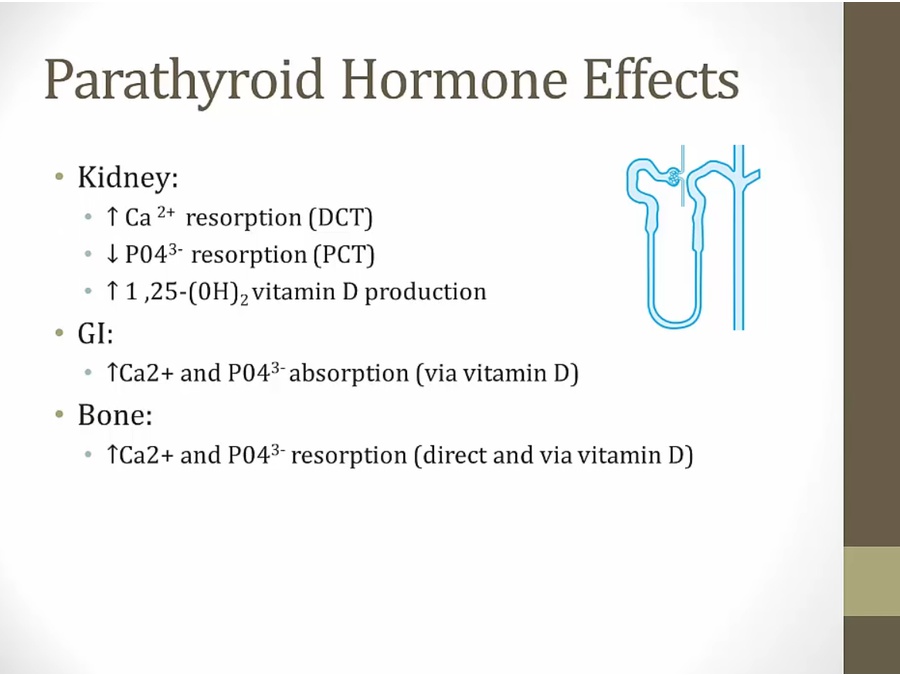 06 Renal Endocrine - My Wiki