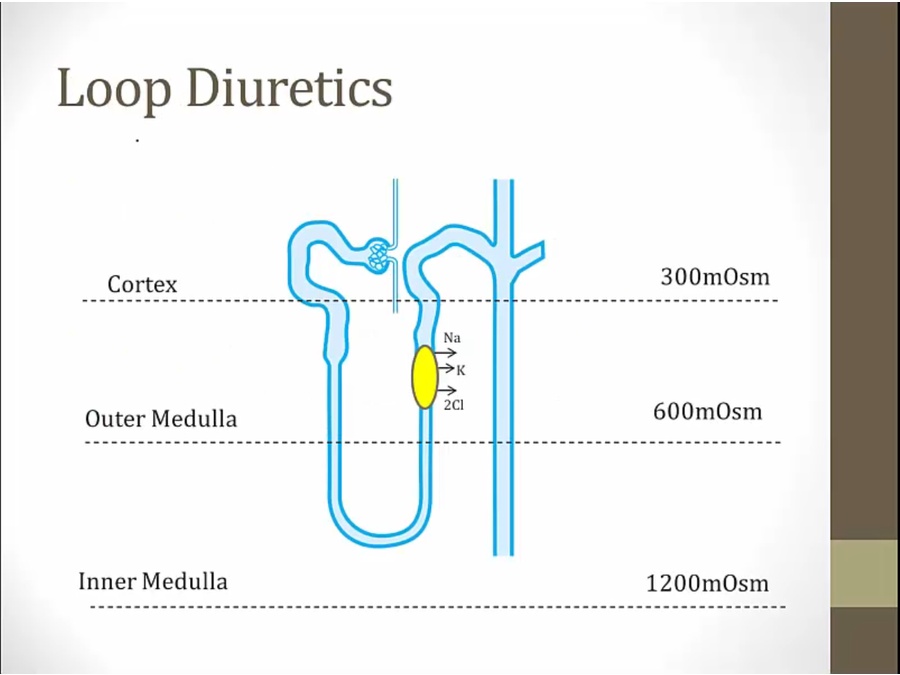 24 Diuretics My Wiki