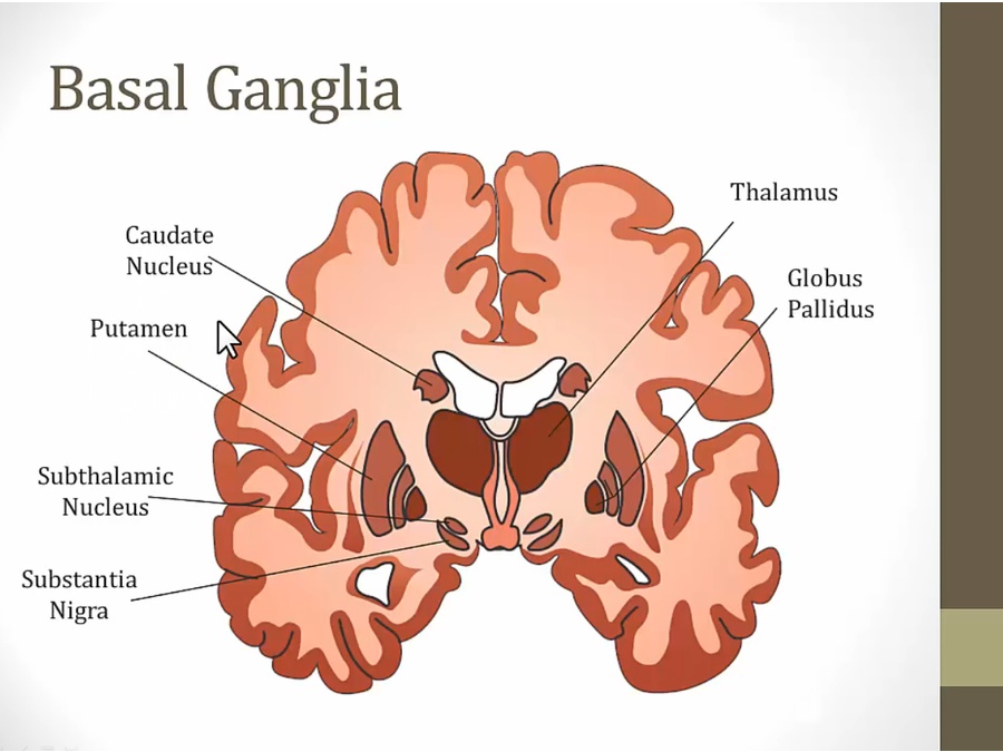 15 Basal Ganglia My Wiki