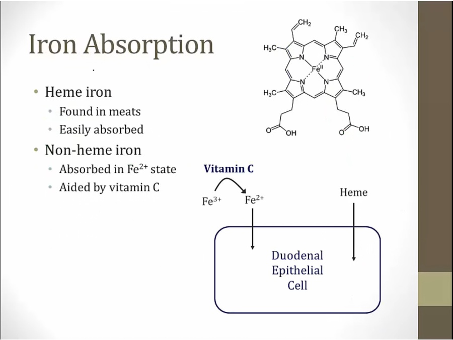 11 Microcytic Anemia My Wiki