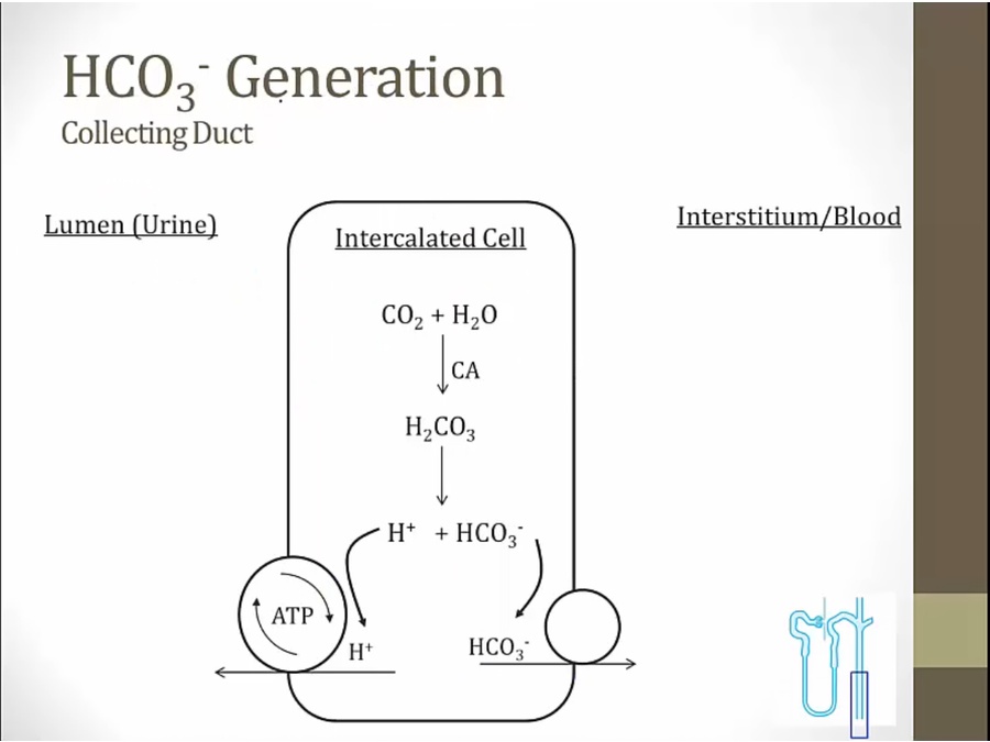 07 Acid Excretion - My Wiki