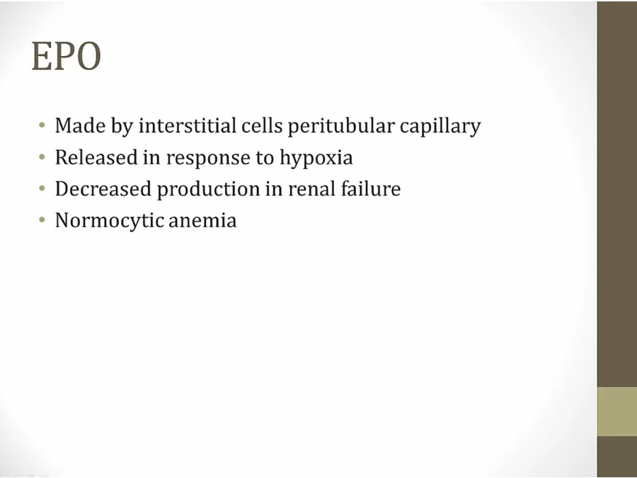 06 Renal Endocrine - My Wiki