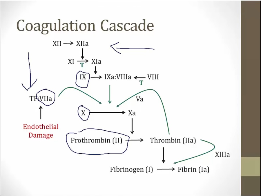 04 Coagulopathies - My Wiki