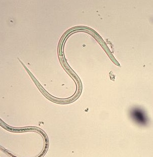 10 Parasites - My Wiki